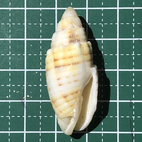 Quasimitra puncticulata observed 2015-09-22
