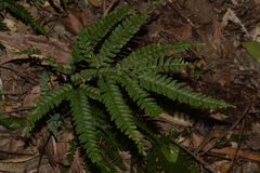 Adiantum silvaticum