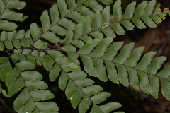 Adiantum silvaticum