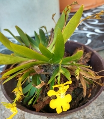 Erycina