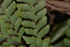 Adiantum silvaticum