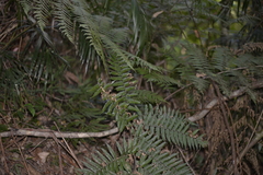 Alsophila leichhardtiana