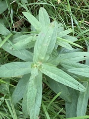 Tracheophyta