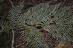 Alsophila leichhardtiana
