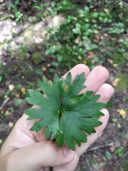 Ranunculus fallax