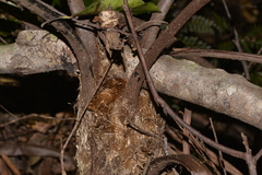 Alsophila leichhardtiana