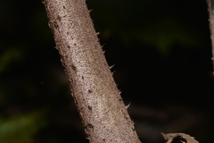 Alsophila leichhardtiana