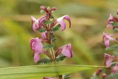Pedicularis gracilis