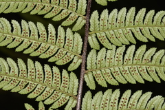 Alsophila leichhardtiana