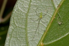 Thwaitesia nigronodosa