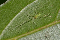 Thwaitesia nigronodosa