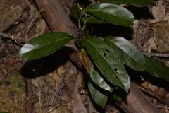 Endiandra muelleri muelleri