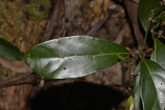 Endiandra muelleri muelleri