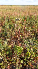 Angelica gmelinii