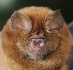 Hipposideros ruber