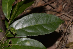 Endiandra muelleri muelleri