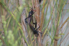 Acanthocephala thomasi