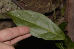 Endiandra muelleri muelleri