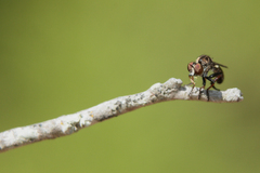 Hadrokolos texanus