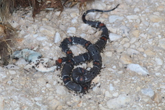 Lampropeltis alterna