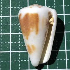 Conus planorbis