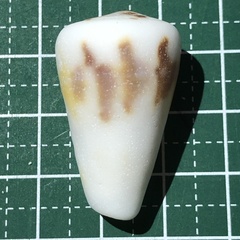 Conus planorbis