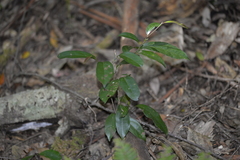 Endiandra muelleri muelleri