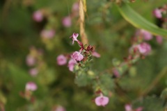 Pedicularis gracilis