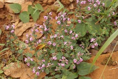 Pedicularis gracilis