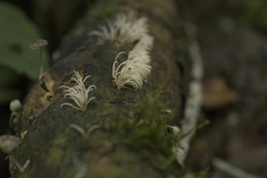 Fungi