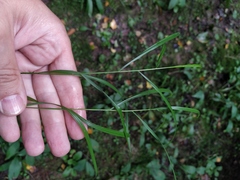 Melica nutans