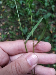 Melica nutans