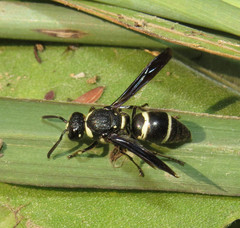 Euodynerus schwarzi