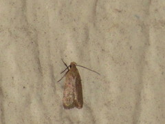 Anacampsis fullonella