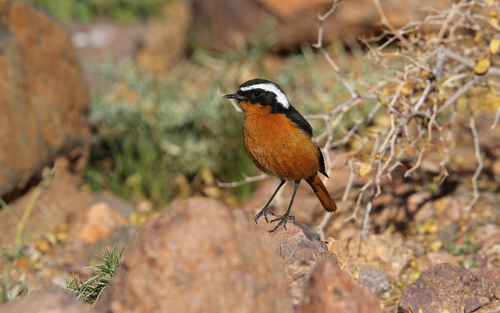 Moussier's Redstart, photo 4 of 7