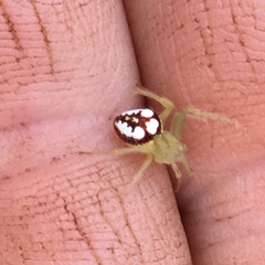 Araneus guttulatus