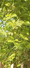 Ziziphus jujuba