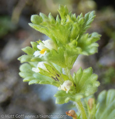 Euphrasia mollis