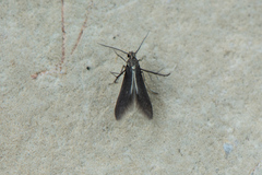 Schreckensteinia erythriella