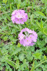 Primula algida