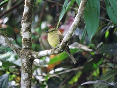 Myiophobus flavicans