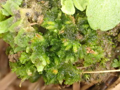 Notothylas orbicularis