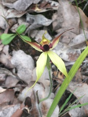 Caladenia macrostylis
