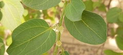 Ziziphus jujuba