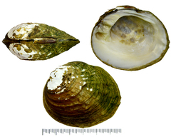 Aculamprotula coreana