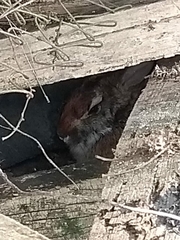 Sylvilagus brasiliensis