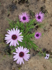 Dimorphotheca spectabilis