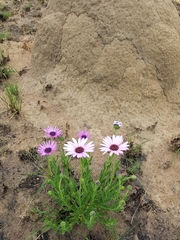 Dimorphotheca spectabilis