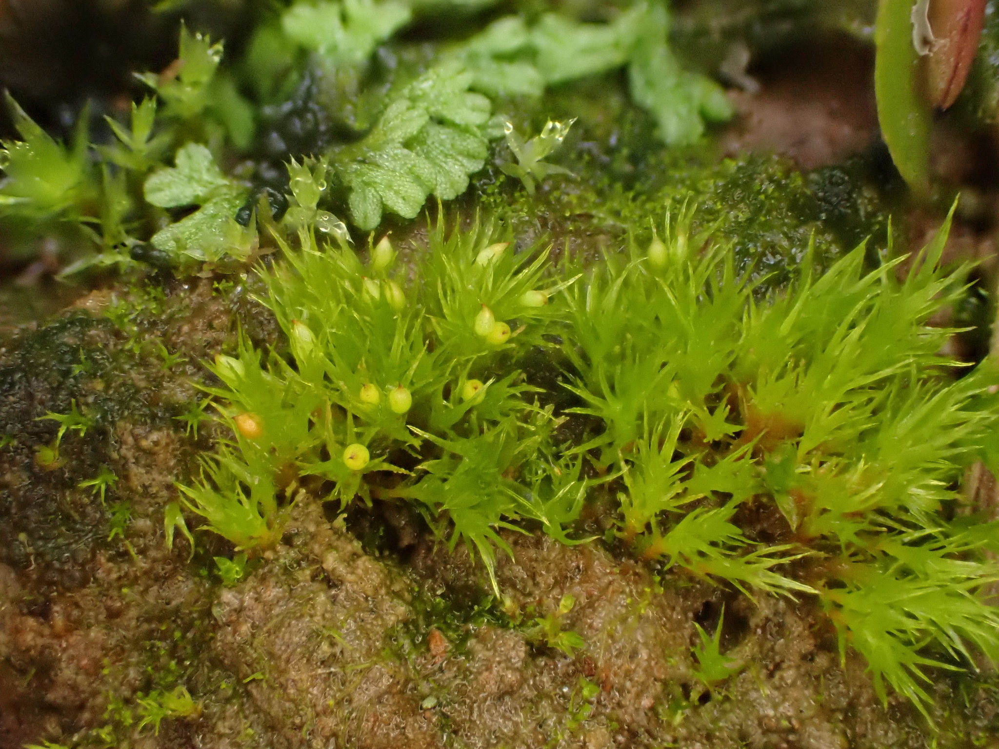 Pseudephemerum nitidum