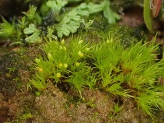 Pseudephemerum nitidum